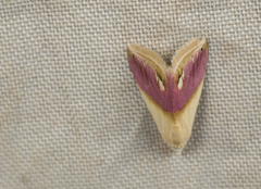 Eublemma cochylioides