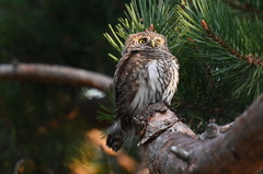 Glaucidium passerinum