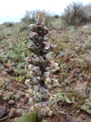 Lachenalia