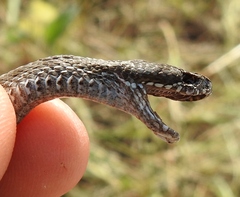 Vipera renardi