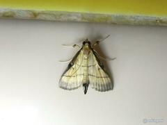 Cnaphalocrocis medinalis