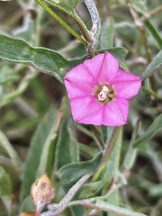 Convolvulus remotus