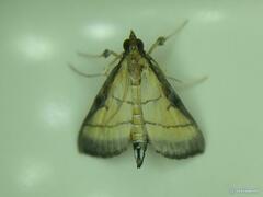 Cnaphalocrocis medinalis