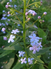 Brunnera sibirica