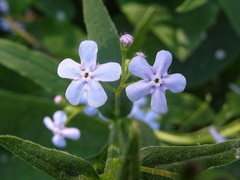 Brunnera sibirica