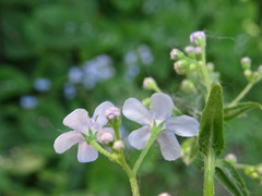 Brunnera sibirica