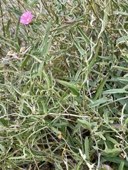 Convolvulus remotus