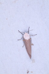 Creatonotos