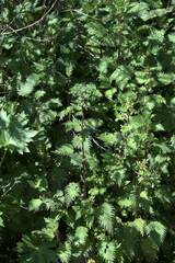 Urtica pilulifera