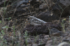 Caprimulgus europaeus