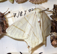 Ourapteryx sambucaria