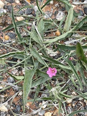 Convolvulus remotus