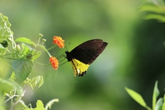 Troides helena