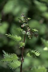 Urtica pilulifera