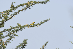 Aegithina nigrolutea