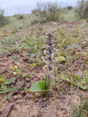 Lachenalia