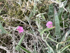 Convolvulus remotus