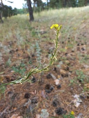 Erysimum canum
