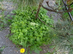 Stellaria bungeana
