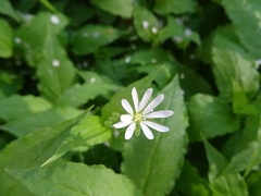 Stellaria bungeana