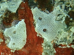 Lissoclinum
