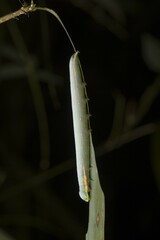 Lepidoptera
