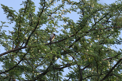 Pericrocotus cinnamomeus