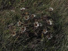 Carlina acaulis