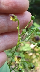 Scrophularia nodosa