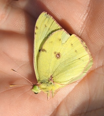 Colias hyale