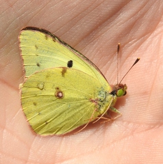 Colias hyale