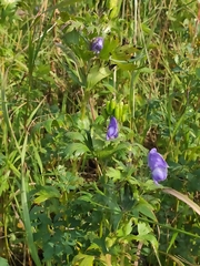 Aconitum maximum