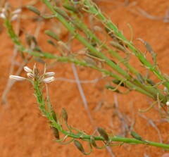 Trachyandra arenicola