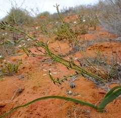 Trachyandra arenicola