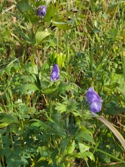 Aconitum maximum