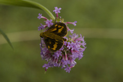Hesperiinae
