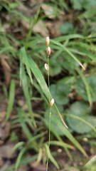 Melica uniflora