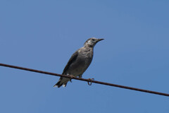 Spodiopsar cineraceus