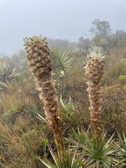 Puya trianae