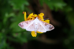 Lepidoptera
