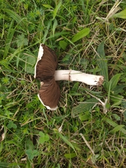 Agaricus