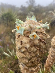 Puya trianae