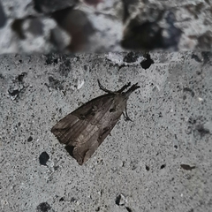 Hypena rostralis