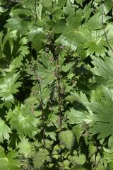 Urtica pilulifera