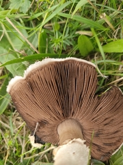 Agaricus