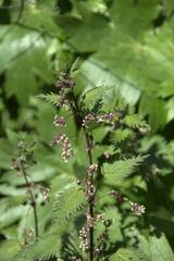Urtica pilulifera