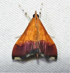 Pyrausta bicoloralis