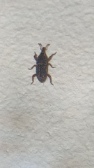 Sitophilus