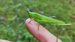 Neoconocephalus nebrascensis