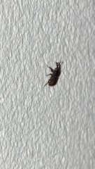 Sitophilus